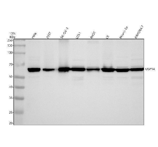 Western blot analysis of USP14 using anti-USP14 antibody (M03042)