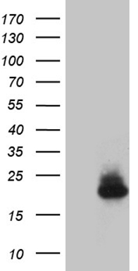 HEK293T cells were transfected with the pCMV6-ENTRY control (Left lane) or pCMV6-ENTRY IFNA2 (Right lane) cDNA for 48 hrs and lysed