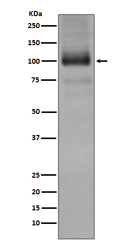 m03049 wb