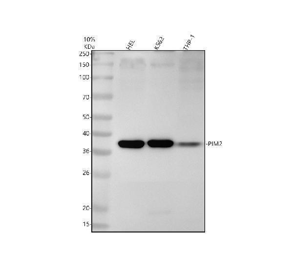 Western blot analysis of PIM2 using anti-PIM2 antibody (M03053-2)