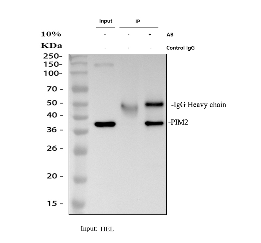 m03053 3 pim2 primary antibodies ip testing 1