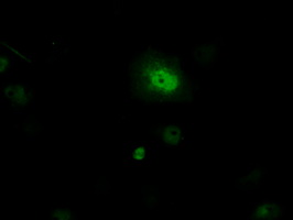 m03053 anti pim2 mouse monoclonal antibody clone id oti8g10 if testing 13