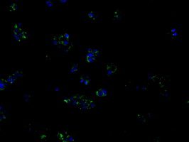 m03053 anti pim2 mouse monoclonal antibody clone id oti8g10 if testing 14