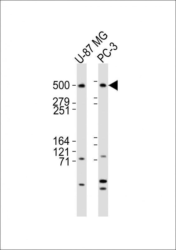 m03059 anti dync1h1 antibody c term wb testing 1