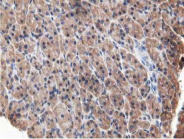 Immunohistochemical staining of paraffin-embedded Human pancreas tissue within the normal limits using anti-OSBP mouse monoclonal antibody