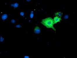 m03067 anti gbp1 mouse monoclonal antibody clone id oti1b2 if testing 6