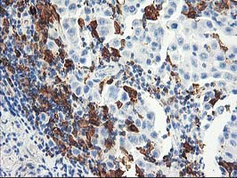 m03067 anti gbp1 mouse monoclonal antibody clone id oti1b2 ihc testing 4