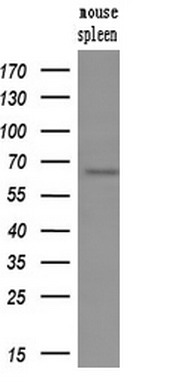 Western blot analysis of extracts (10ug) from a mouse tissues by using anti-GBP1 monoclonal antibody (1:200)