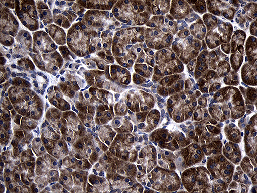 Immunohistochemical staining of paraffin-embedded Human pancreas tissue within the normal limits using anti-TINF2 mouse monoclonal antibody