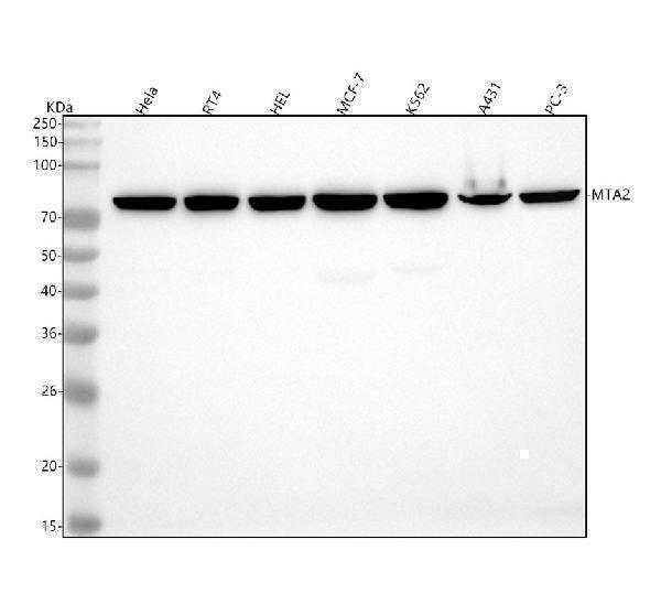 m03073 mta2 primary antibodies wb testing 1