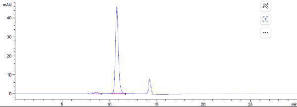 The purity of Anti-ADAM9 Reference Antibody (Imgc936)is more than 98