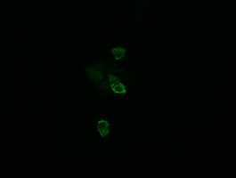 m03078 anti tsc22d3 mouse monoclonal antibody clone id oti3f3 if testing 2
