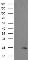 m03078 anti tsc22d3 mouse monoclonal antibody clone id oti3f3 wb testing 1