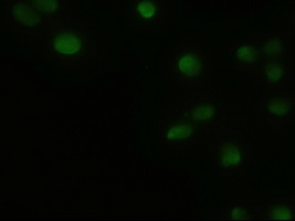Immunofluorescent staining of HeLa cells using anti-GSC mouse monoclonal antibody (M03084-1)