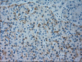 Immunohistochemical staining of paraffin-embedded Human pancreas tissue within the normal limits using anti-GSC mouse monoclonal antibody