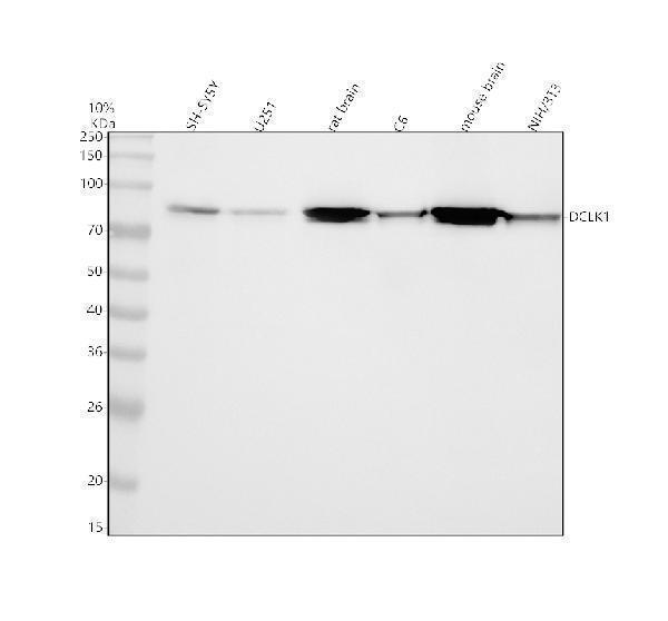 m03089 dclk1 primary antibodies wb testing 1