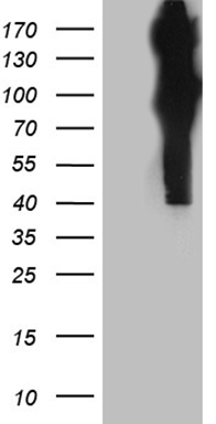 m03090 anti fe65 apbb1 mouse monoclonal antibody clone id oti3h9 wb testing 1