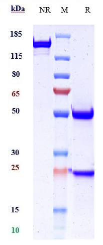 Anti-DSG3 Reference Antibody (Forerunner patent anti-DSG3) on SDS-PAGE under reducing (R) condition