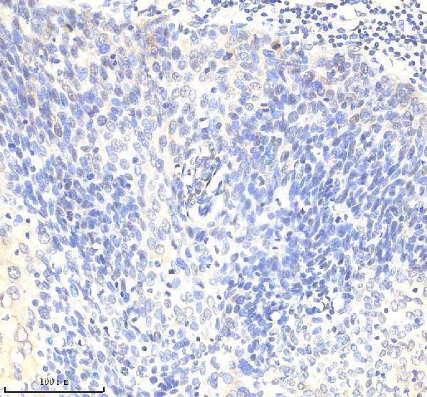 m03095 1 eif4a3 primary antibodies ihc testing 2