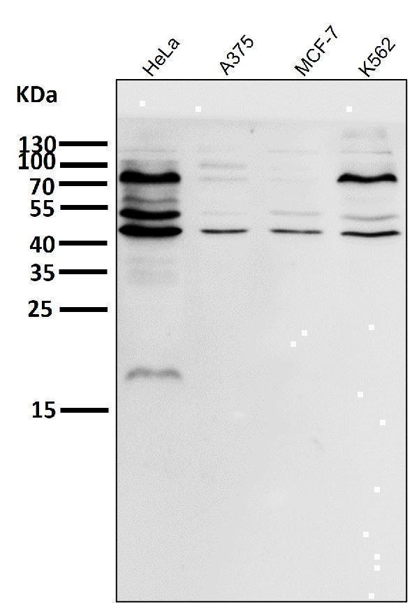 All lanes use the Antibody at 1:500 dilution for 1 hour at room temperature