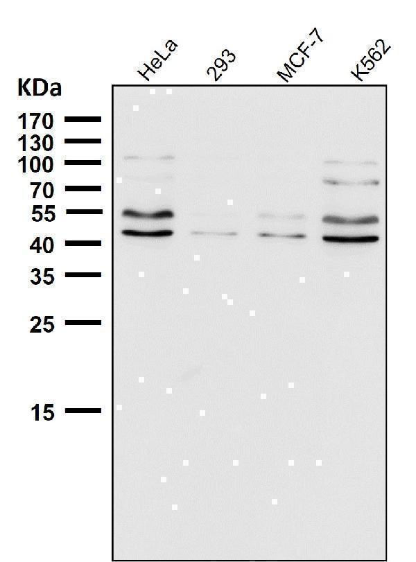 All lanes use the Antibody at 1:500 dilution for 1 hour at room temperature