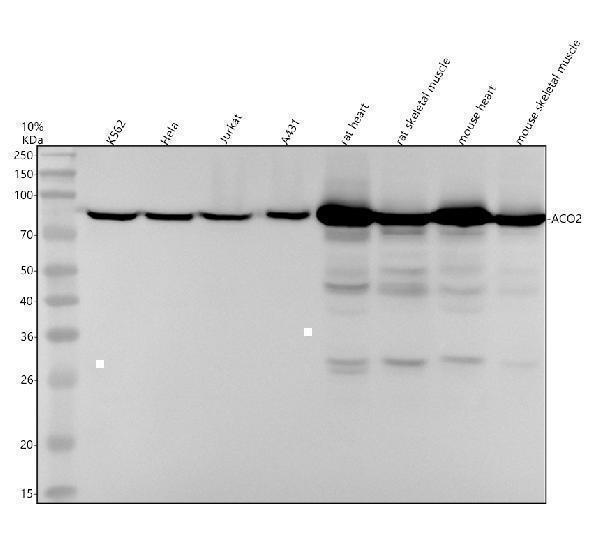 m03096 2 aco2 primary antibodies wb testing 1