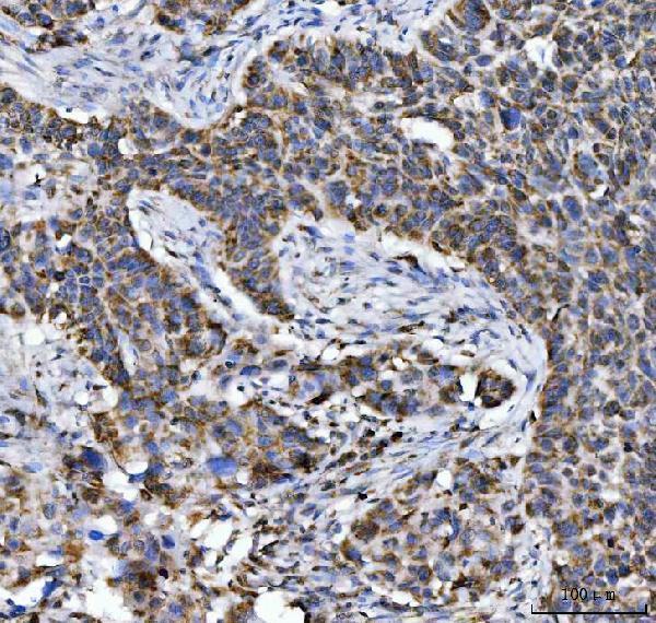 m03096 3 aco2 primary antibodies ihc testing 4