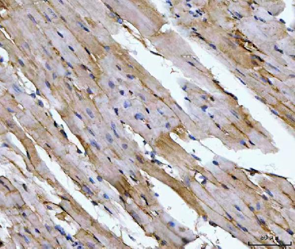 m03096 3 aco2 primary antibodies ihc testing 7