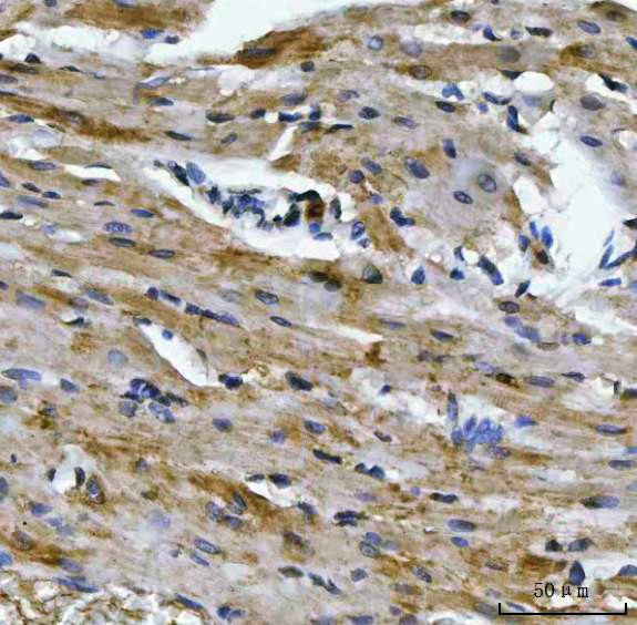 m03096 3 aco2 primary antibodies ihc testing 8