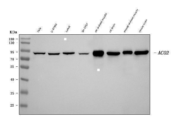 m03096 3 aco2 primary antibodies wb testing 1