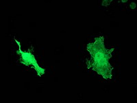 Western blot analysis of extracts (10ug) from Hela cell line by using anti-DNAJB1 monoclonal antibody (1:200)