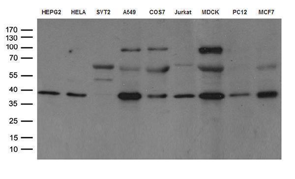m03100 anti hsp40 dnajb1 mouse monoclonal antibody clone id oti1e9 wb testing 3