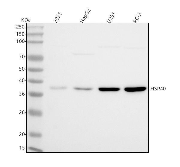  Western blot analysis of DNAJB1 using anti-DNAJB1 antibody (M03100)
