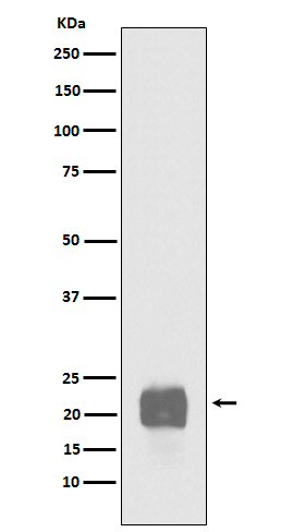Western blot analysis of Cripto1 expression in NCCIT cell lysate. Western blot analysis of Cripto1 expression in NCCIT cell lysate.