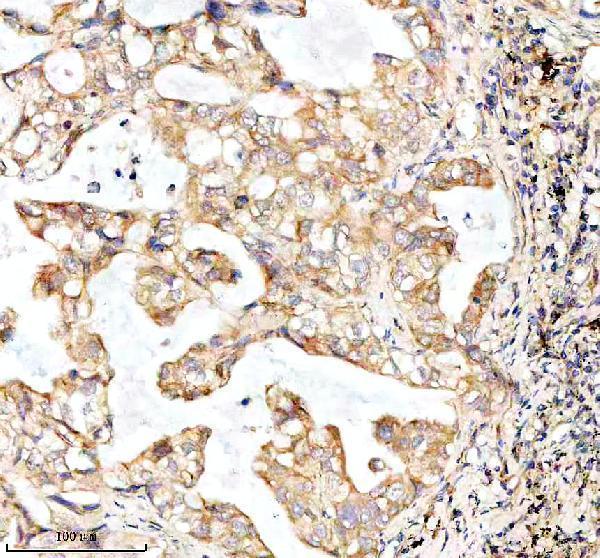 m03107 bnip3l primary antibodies ihc testing 10