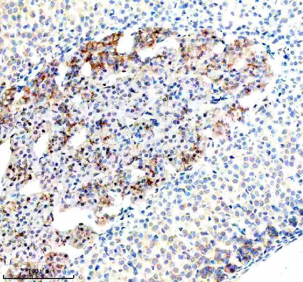 m03107 bnip3l primary antibodies ihc testing 12