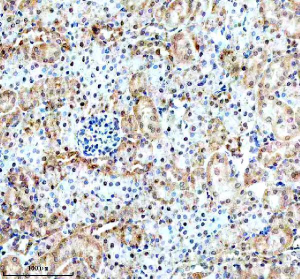 m03107 bnip3l primary antibodies ihc testing 13