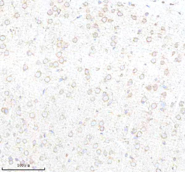 m03107 bnip3l primary antibodies ihc testing 14