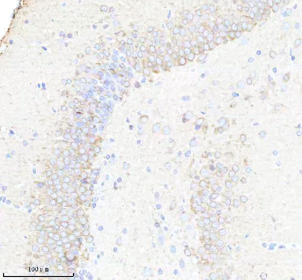 m03107 bnip3l primary antibodies ihc testing 16