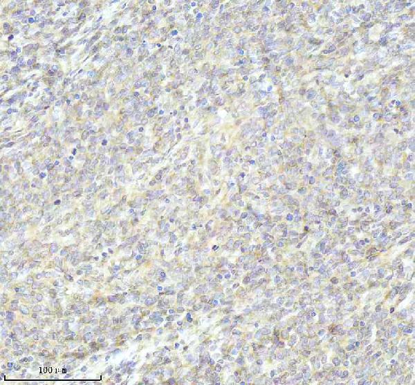 m03107 bnip3l primary antibodies ihc testing 5
