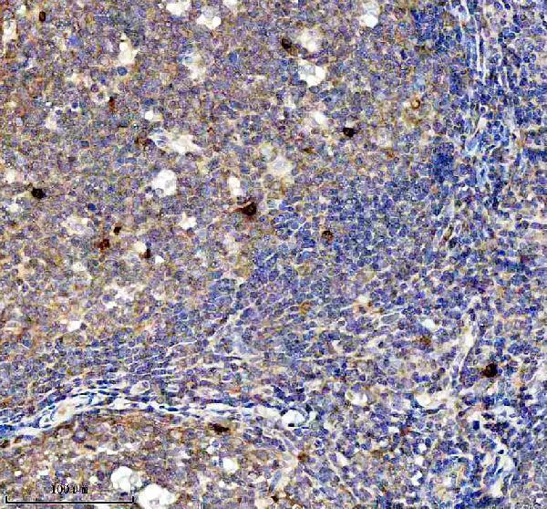 m03107 bnip3l primary antibodies ihc testing 6