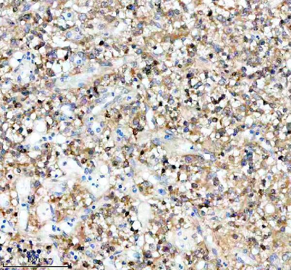 m03107 bnip3l primary antibodies ihc testing 7