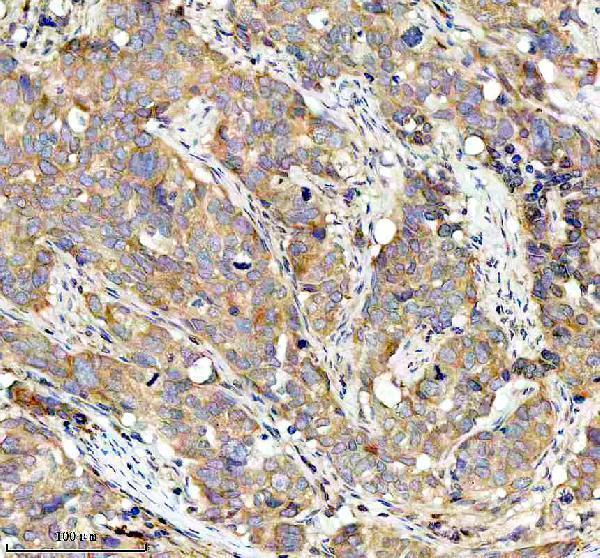 m03107 bnip3l primary antibodies ihc testing 8