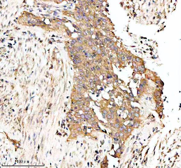 m03107 bnip3l primary antibodies ihc testing 9