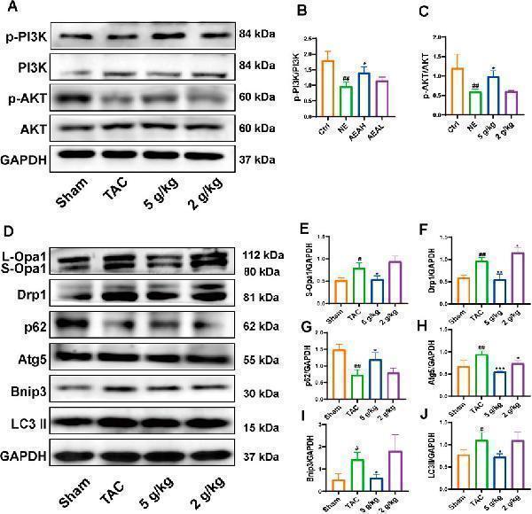 AEA improved CHF via PI3K/AKT/Bnip3 axis