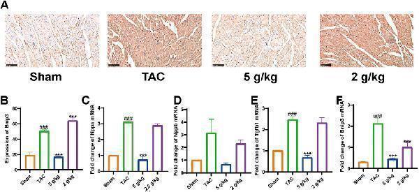 AEA suppressed elevation of Bnip3