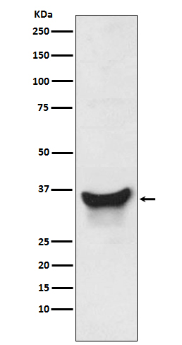 m03107 wb