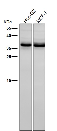 All lanes use the Antibody at 1:3K dilution for 1 hour at room temperature