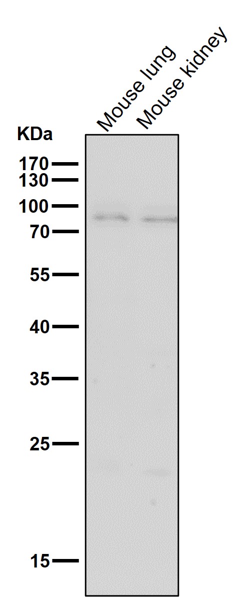 m03117 wb7