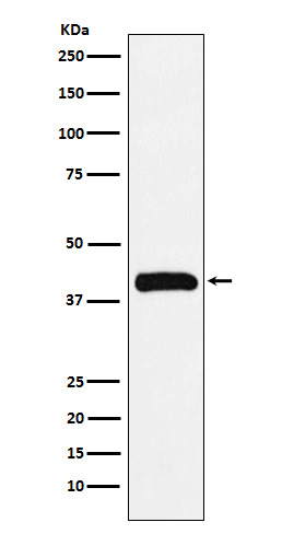 Western blot analysis of Bub3 expression in Jurkat cell lysate